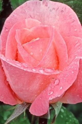 Ольга Гирфанова