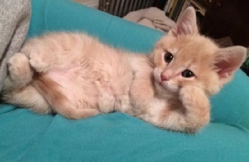 Катя Кошкина