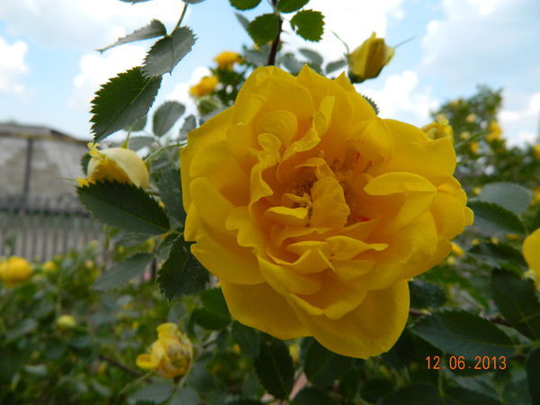 Наталья Романова