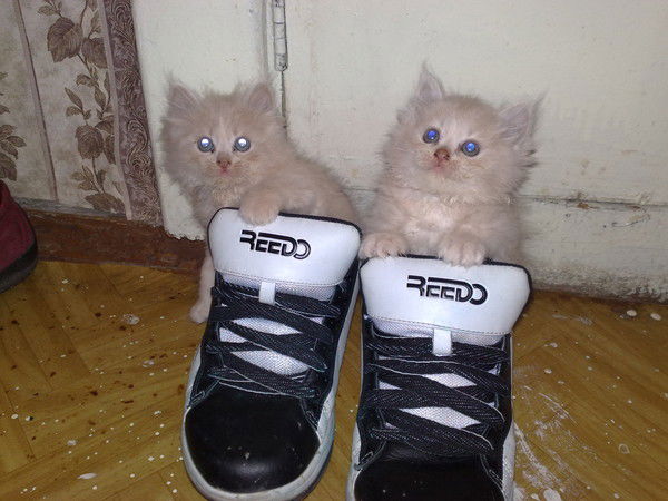 Ирина Урушева