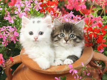 =^.^= Ксения Катырева
