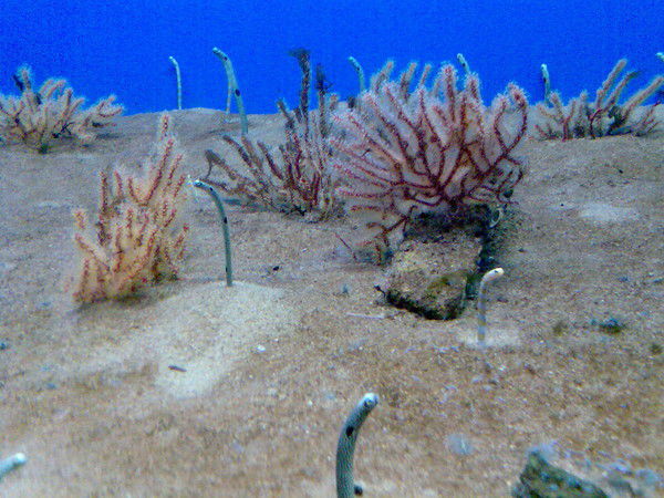 Неизвестно Неизвестно