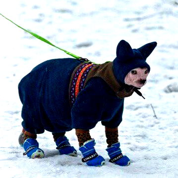Не Πушинка