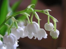 Жамайка