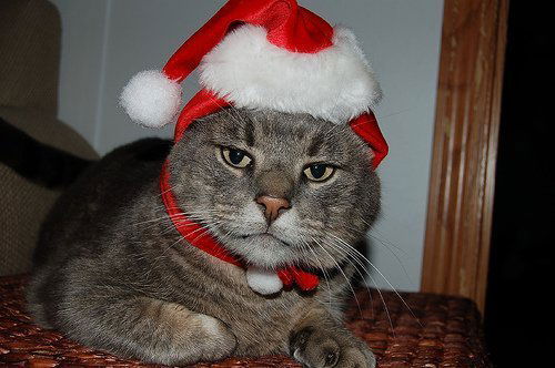 Котик Ххххх