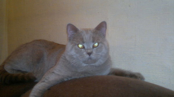 Андрей Тихонов