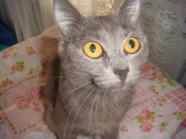 Котэ Буся