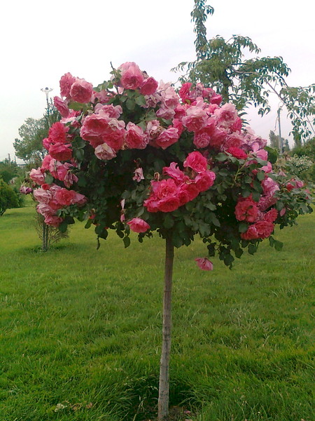 Рая Касенова