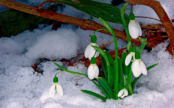 Надежда Субаш