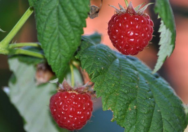 Минзалия Галлямова