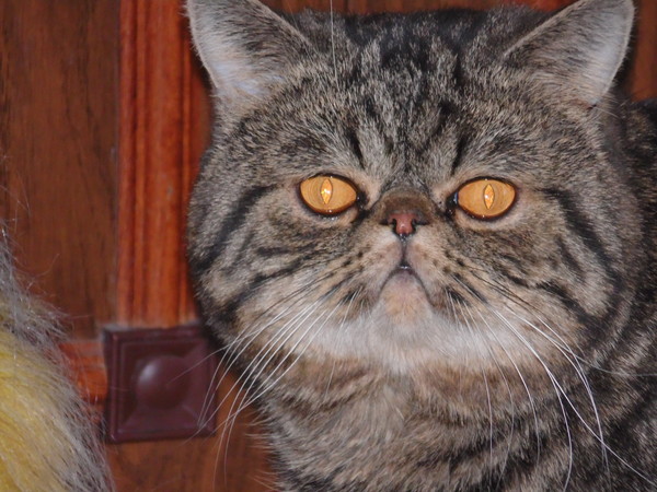 Костя Алаев