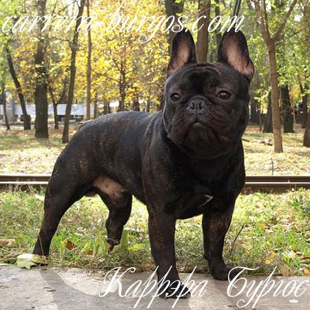 Анатолий Царьков