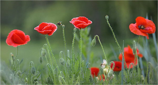 Елена Бондаренко