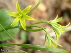 Юлия Горина