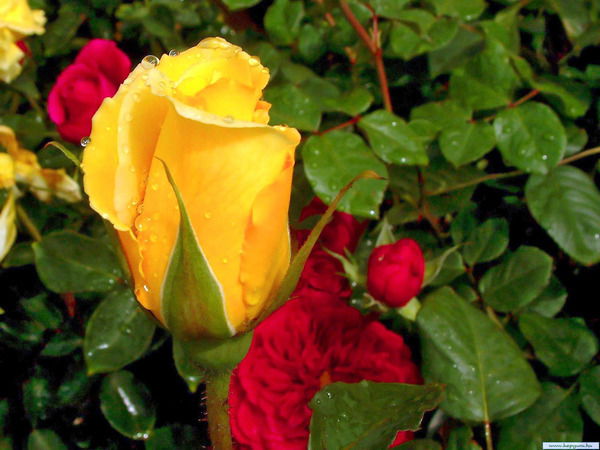 Нодира Истамова