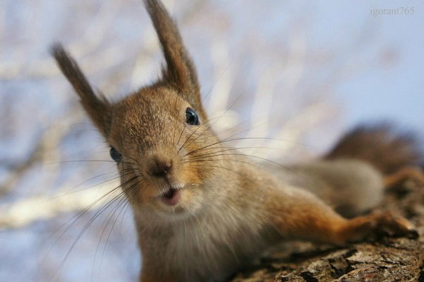 Белка Ученая