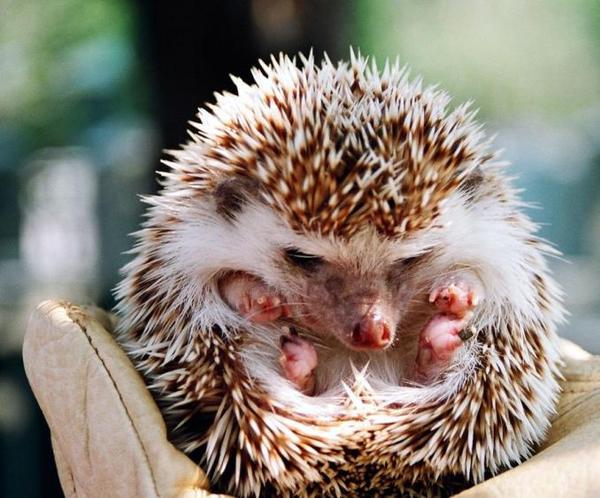 Сергей Мишинов