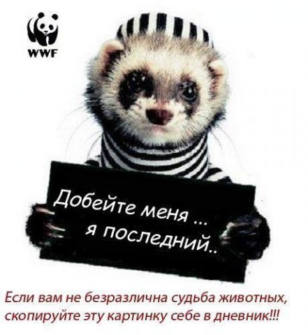 Саша Петренко