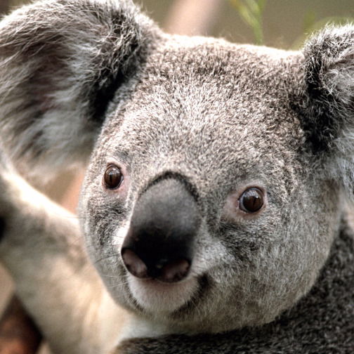 Ибрагим Умаев