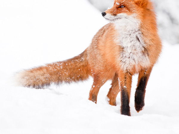 Женечка Тиско