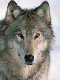 Сергей Лисицын