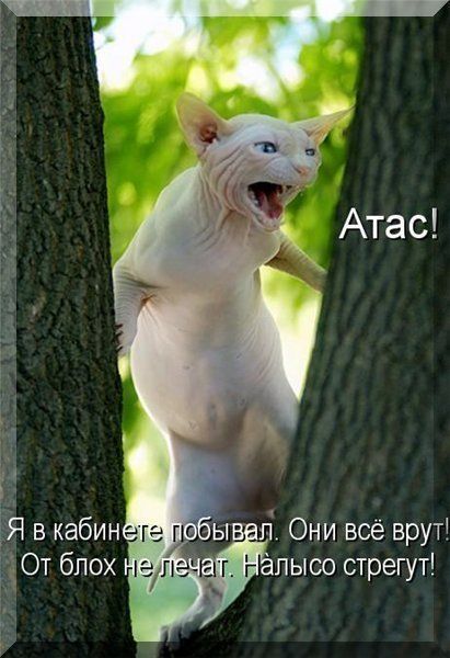 Sergey Lev
