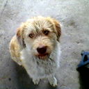 Fublya Dog