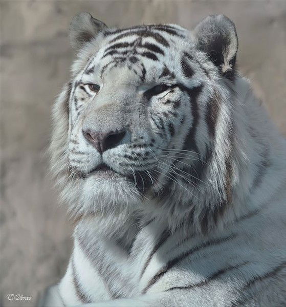 Елена Куртукова