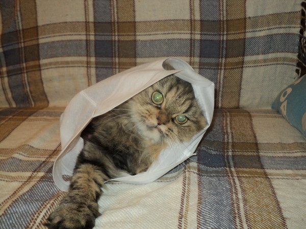 Сергей Кошелев