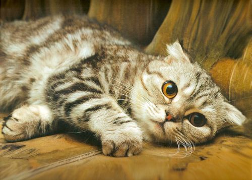 Котёнок Дымка