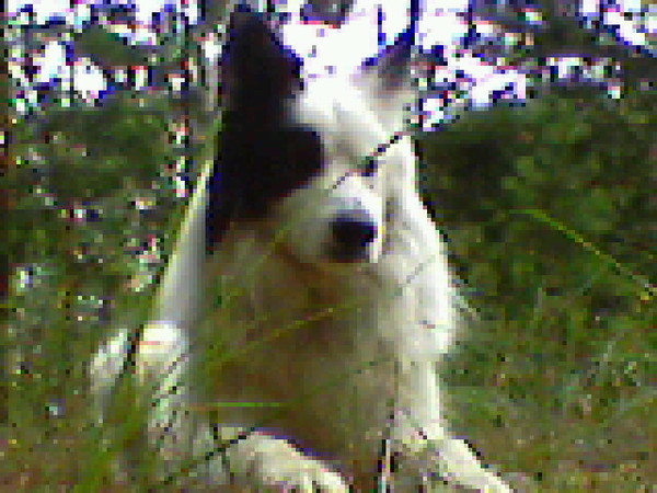 Елена