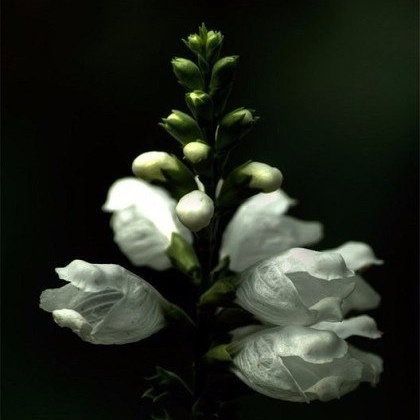 Дана Мамбетова