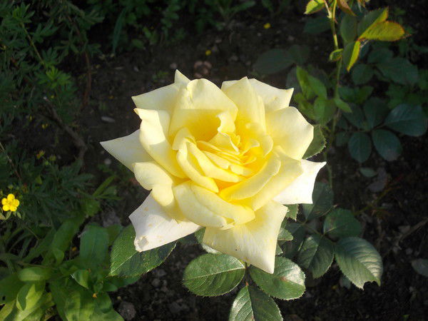 Руза Лия Бабанова