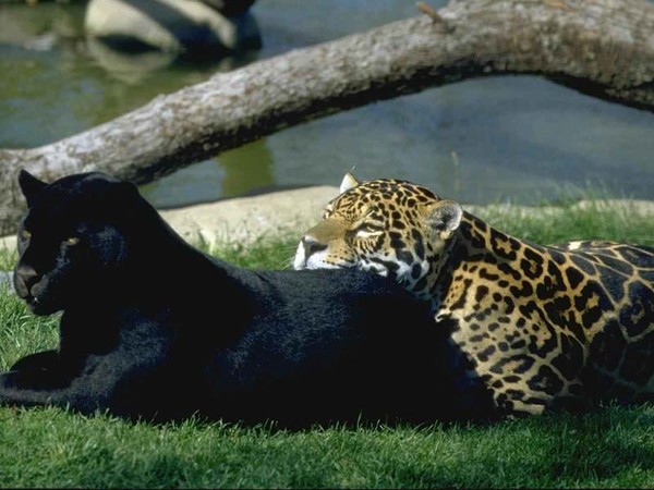 Black Cat