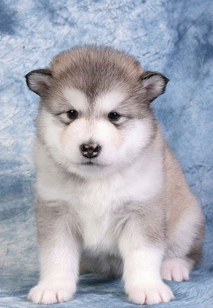 Ольга Черемных