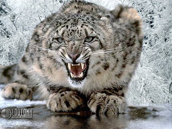 ~!medet!~ ((((((Akhmetov))))))