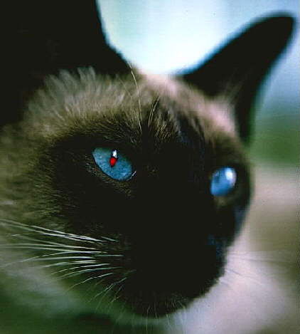 Светлана Васильева