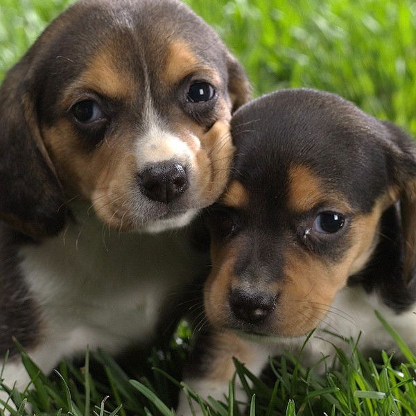 Ольга Кычакова