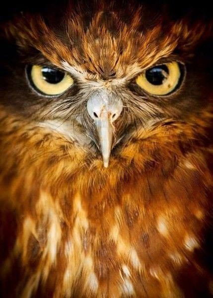 Наталья Сычева