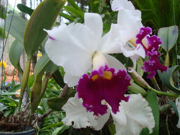 Наталья Владимировна Раенкова ( Симонови