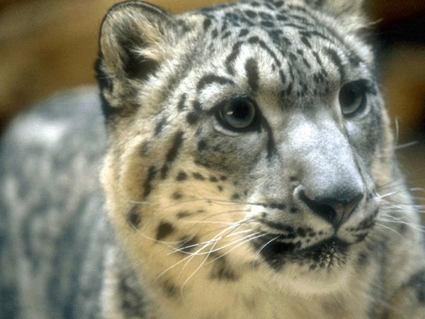 Светлана Гуркова