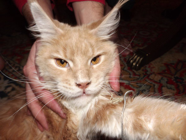 Наталья Черепанова