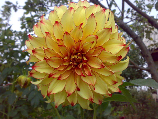 Оля Кривошеина