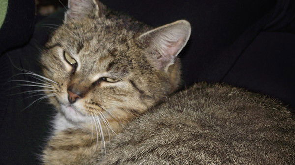 Татьяна Тальянка