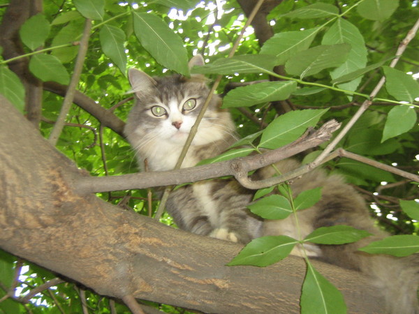 Sergey Korovkin