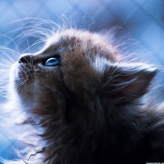 Анастасия Марченко