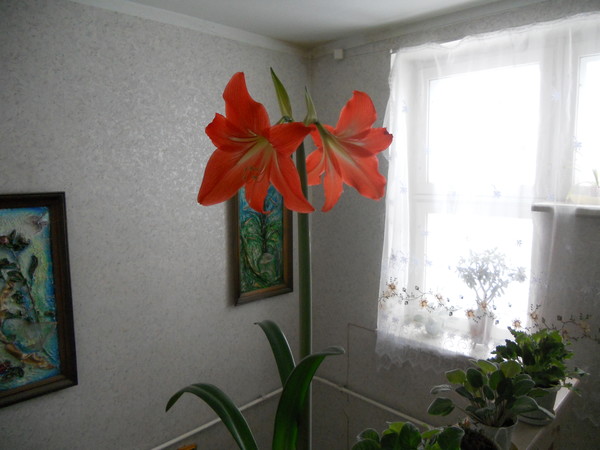 Михаил Головань