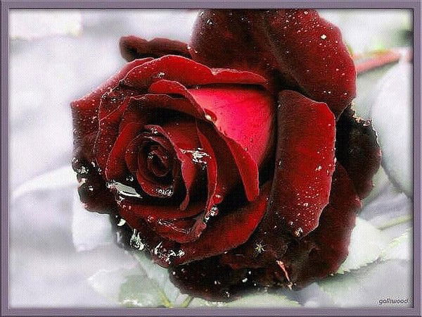 Хеди Дагалаева