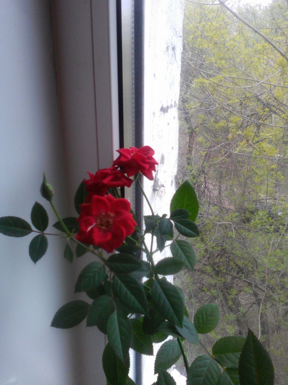 Елена Молчанова