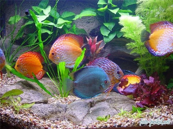 Golden Fish